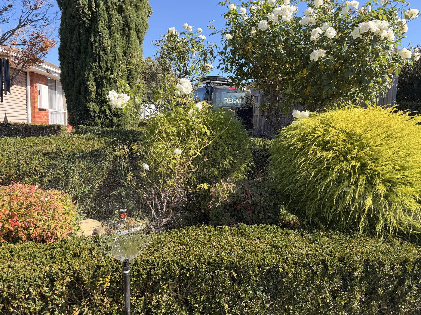Clipped hedges kept healthy by automatic pop-up watering
