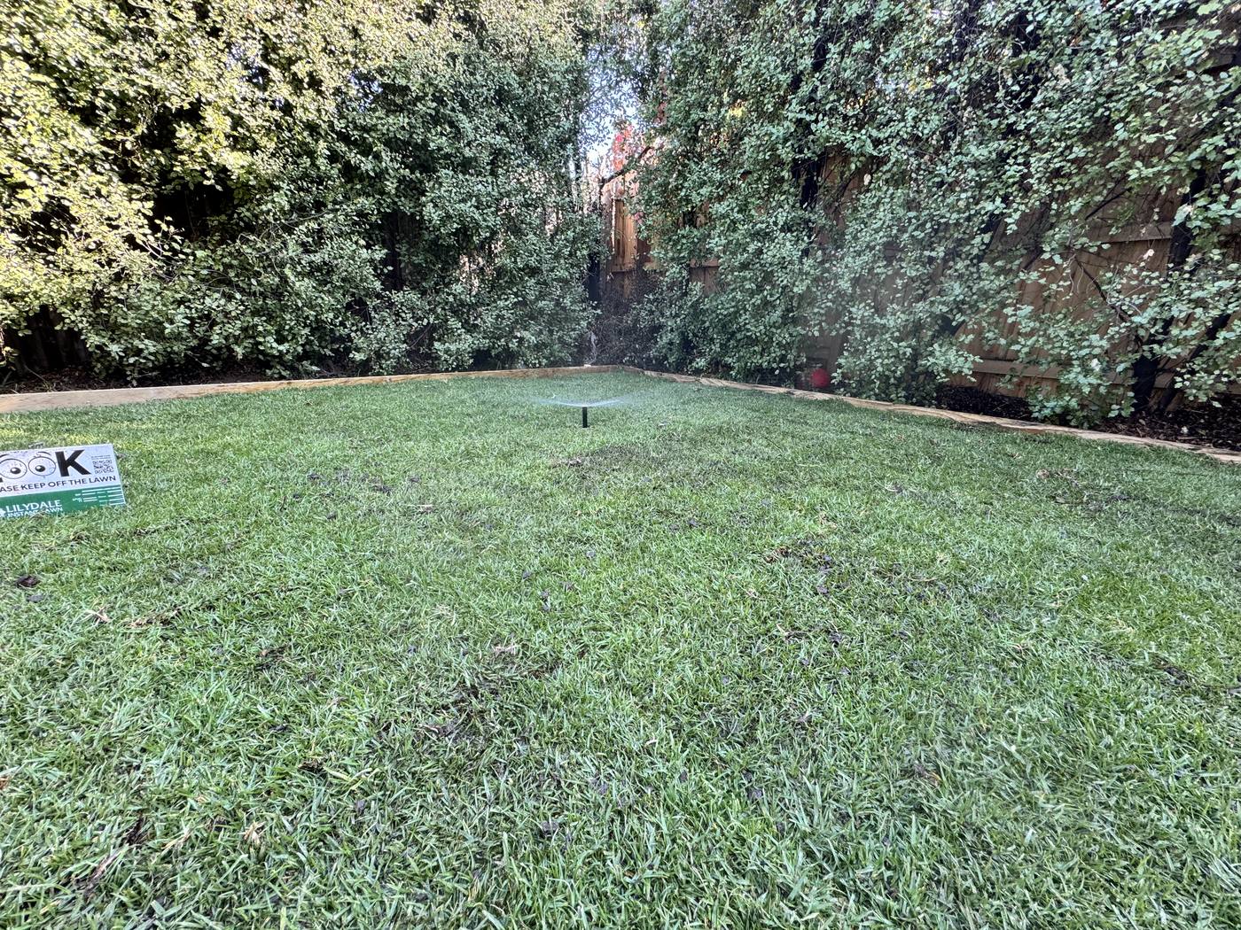 An established backyard lawn kept even by an automatic system