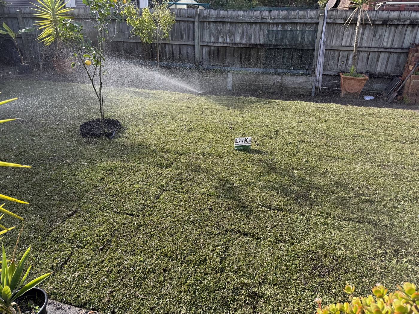 A freshly watered lawn with sprinkler arc, deep green, mid-afternoon