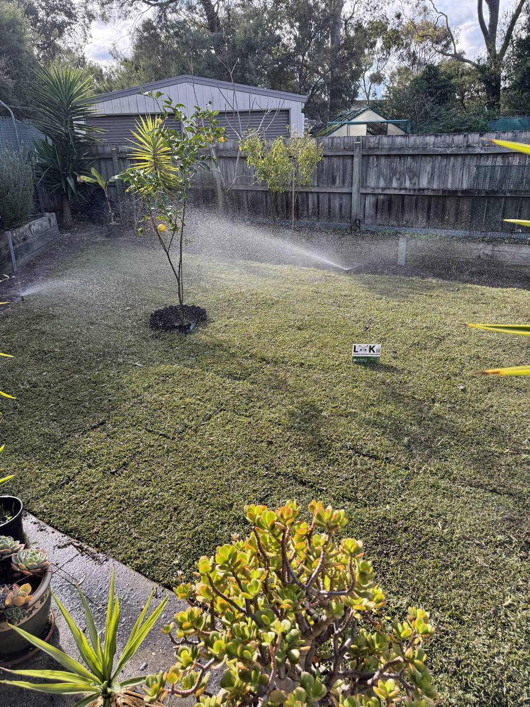 A deep-green residential lawn with a pop-up sprinkler running